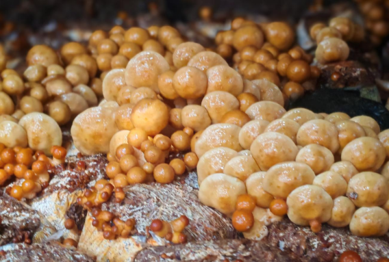 食用菌种植：小蘑菇撑起乡村振兴大产业  第2张