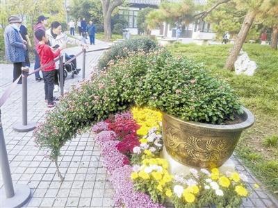 悬崖菊美如诗，为何却如此神秘？快来水上公园一探究竟
