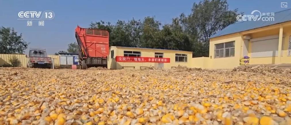 秋粮收购全面展开，主产区已累计收购超 4000 万吨  第9张