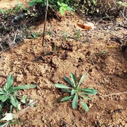 红火蚁、加拿大一枝黄花泛滥，市城市绿化服务中心出手了  第2张