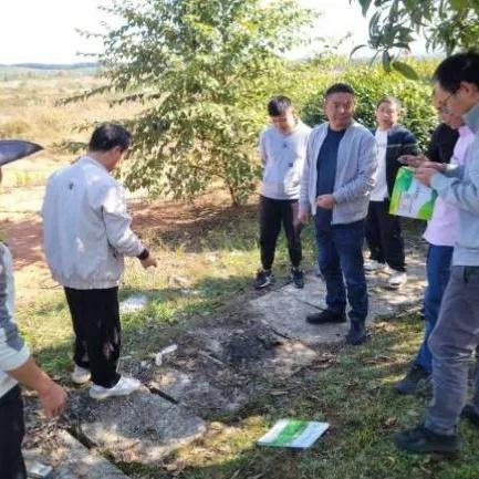 红火蚁、加拿大一枝黄花泛滥，市城市绿化服务中心出手了  第3张