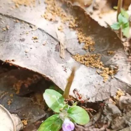 红火蚁、加拿大一枝黄花泛滥，市城市绿化服务中心出手了  第4张