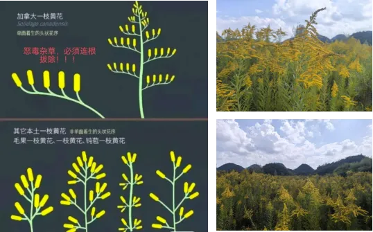 红火蚁、加拿大一枝黄花泛滥，市城市绿化服务中心出手了  第6张