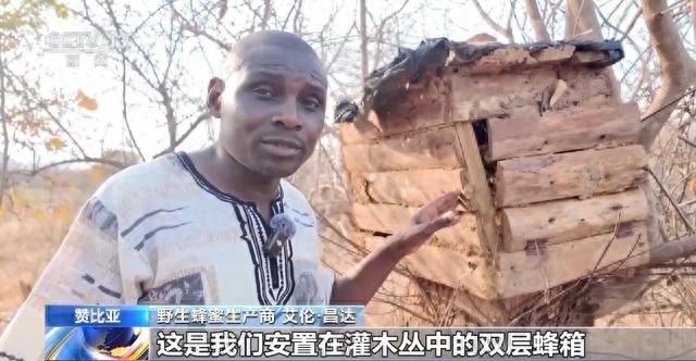 探访赞比亚野生蜂蜜原产地，独特蜂箱设计引惊叹  第1张