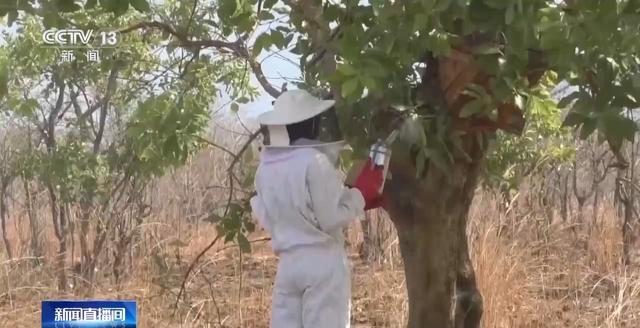 探访赞比亚野生蜂蜜原产地，独特蜂箱设计引惊叹  第2张