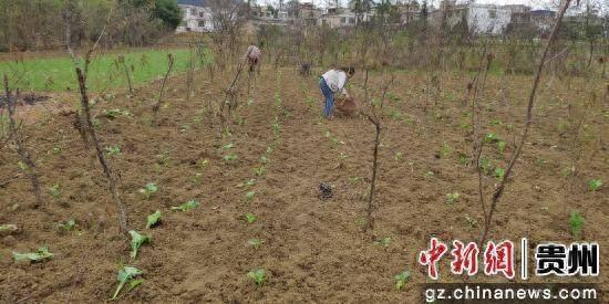 贵州清镇市多措并举推进油菜扩面提质，为来年粮油丰收打下坚实基础