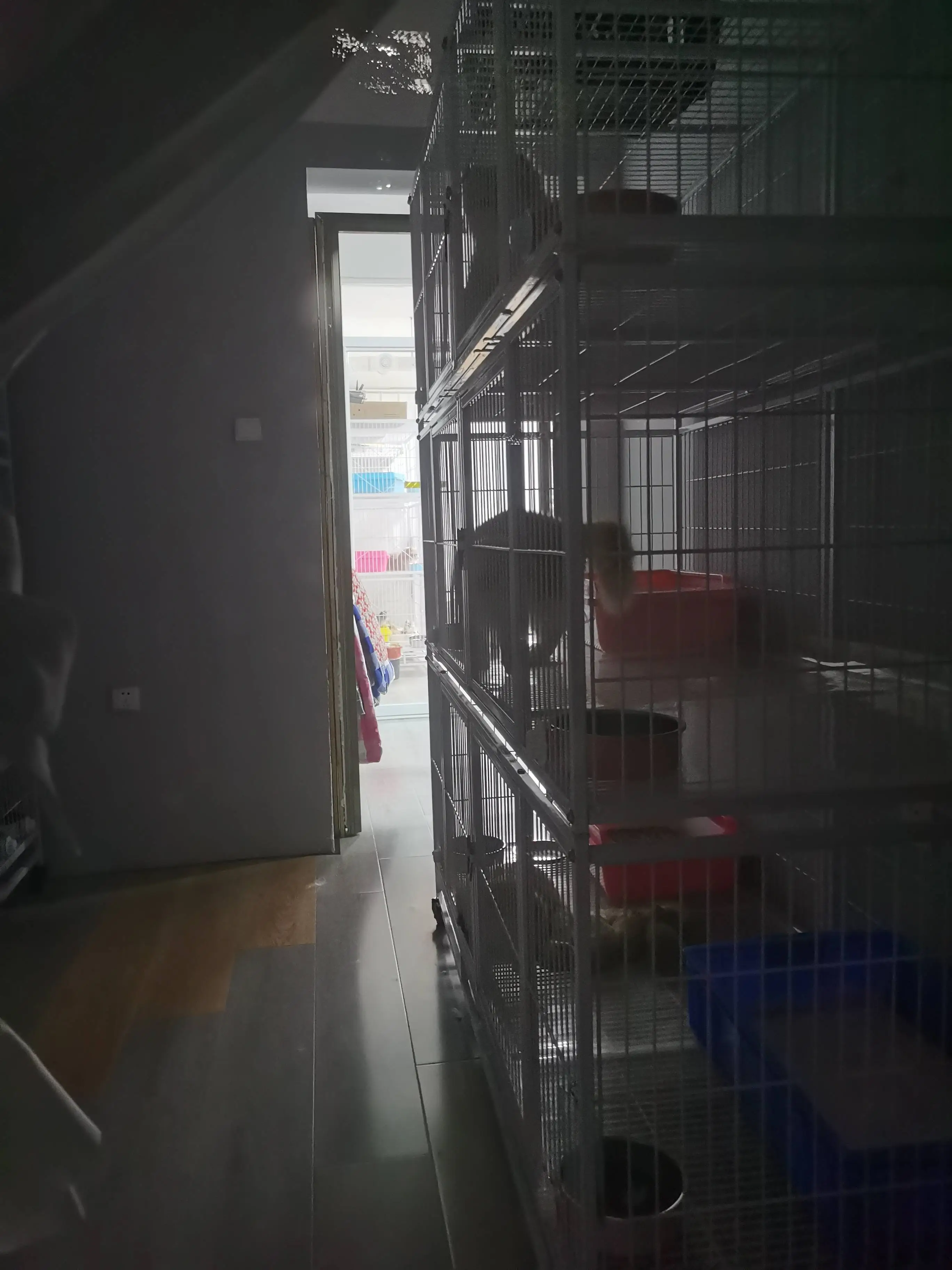 六七十只猫竟被塞进普通住宅，异味、叫声让邻居苦不堪言  第2张