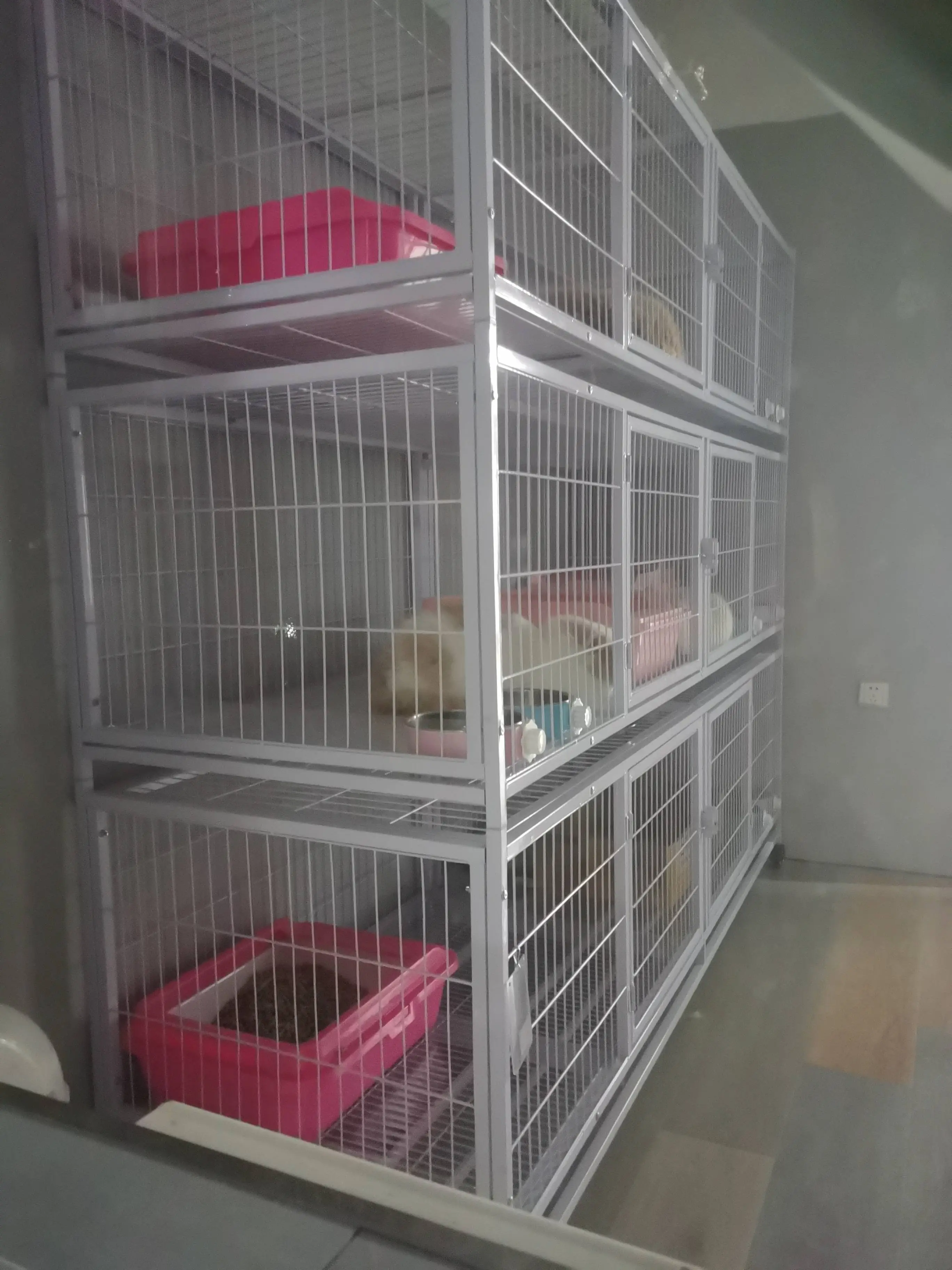 六七十只猫竟被塞进普通住宅，异味、叫声让邻居苦不堪言  第3张