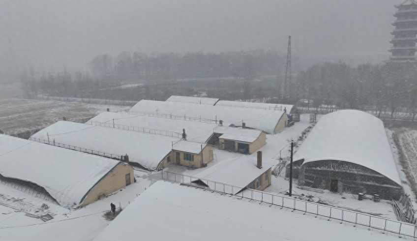 黑龙江汤原县迎冬季首次大范围降雪，农业技术人员深入村屯棚室指导防寒  第1张