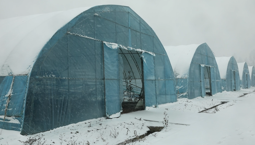 黑龙江汤原县迎冬季首次大范围降雪，农业技术人员深入村屯棚室指导防寒  第2张