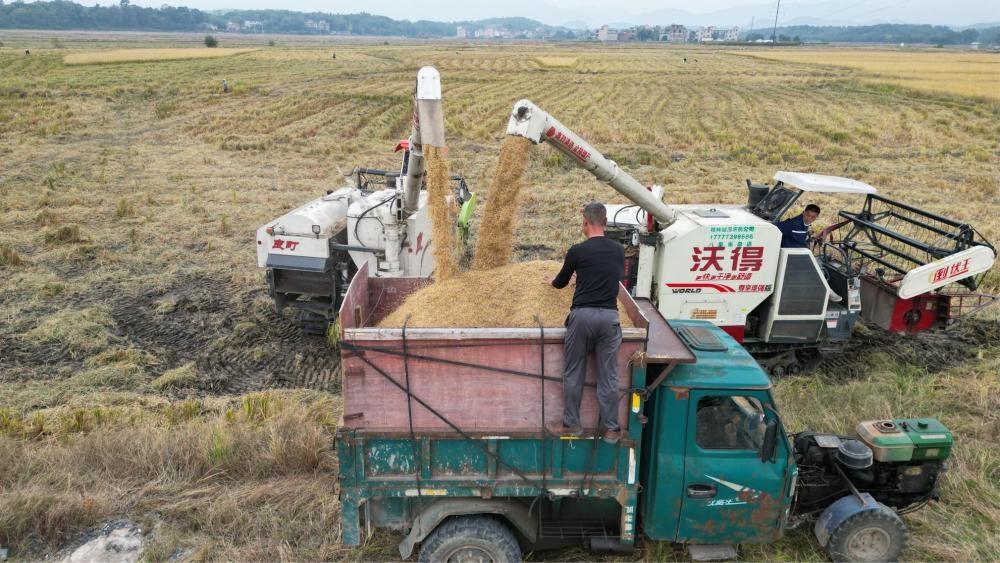 全州县再生稻产量惊人，每亩高达 212.16 公斤  第2张