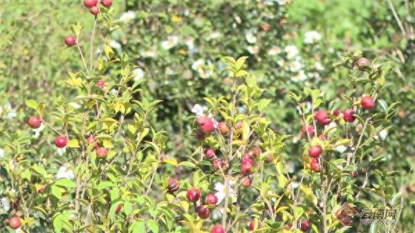 文山广南 38.5 万亩油茶丰收，预计产值 5 亿元