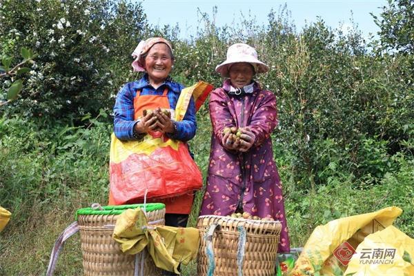 文山广南 38.5 万亩油茶丰收，预计产值 5 亿元  第2张