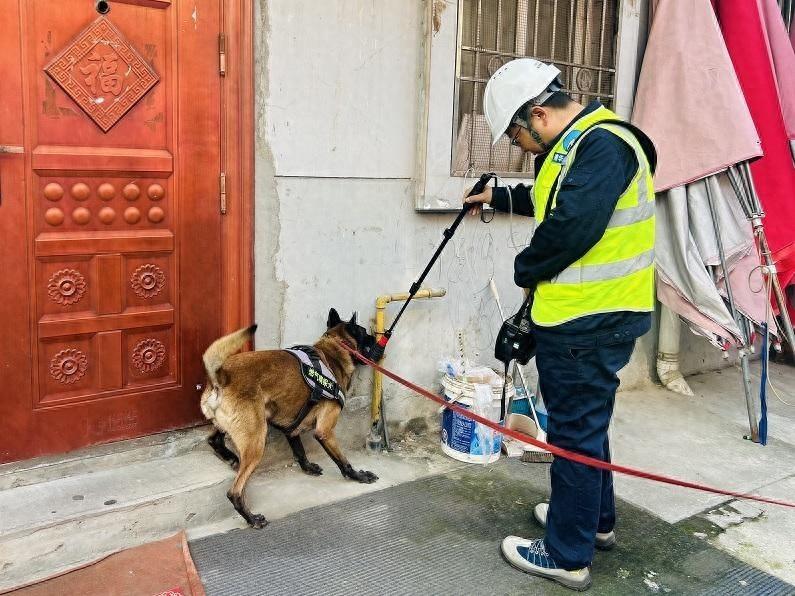 4 年工作经验的燃气嗅探犬，百万分之一浓度都能探测到