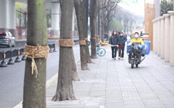 冬季防治病虫害，守护城市绿意盎然，让春天更美好  第1张
