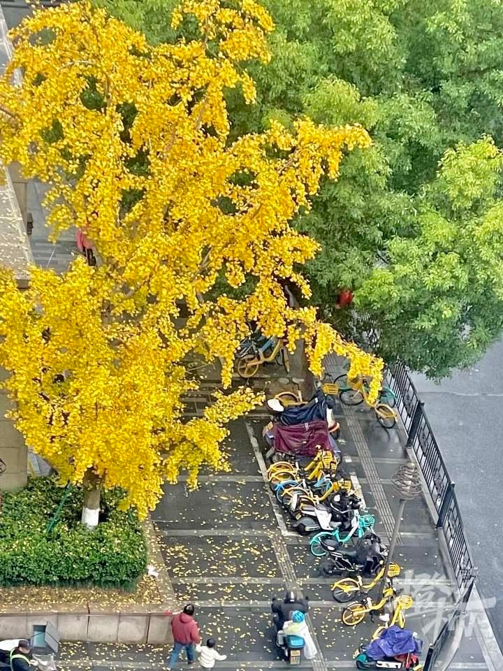 湿冷魔法攻击来袭！杭州冬雨突袭，7-8日气温骤降，最低仅2-6℃  第7张