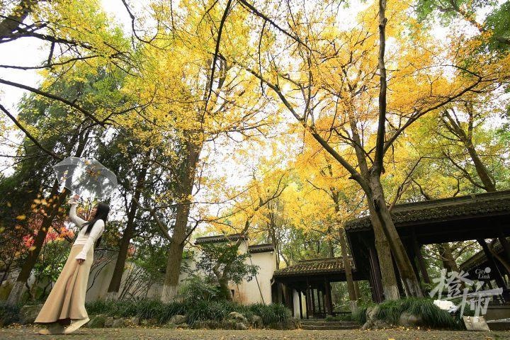 湿冷魔法攻击来袭！杭州冬雨突袭，7-8日气温骤降，最低仅2-6℃  第9张