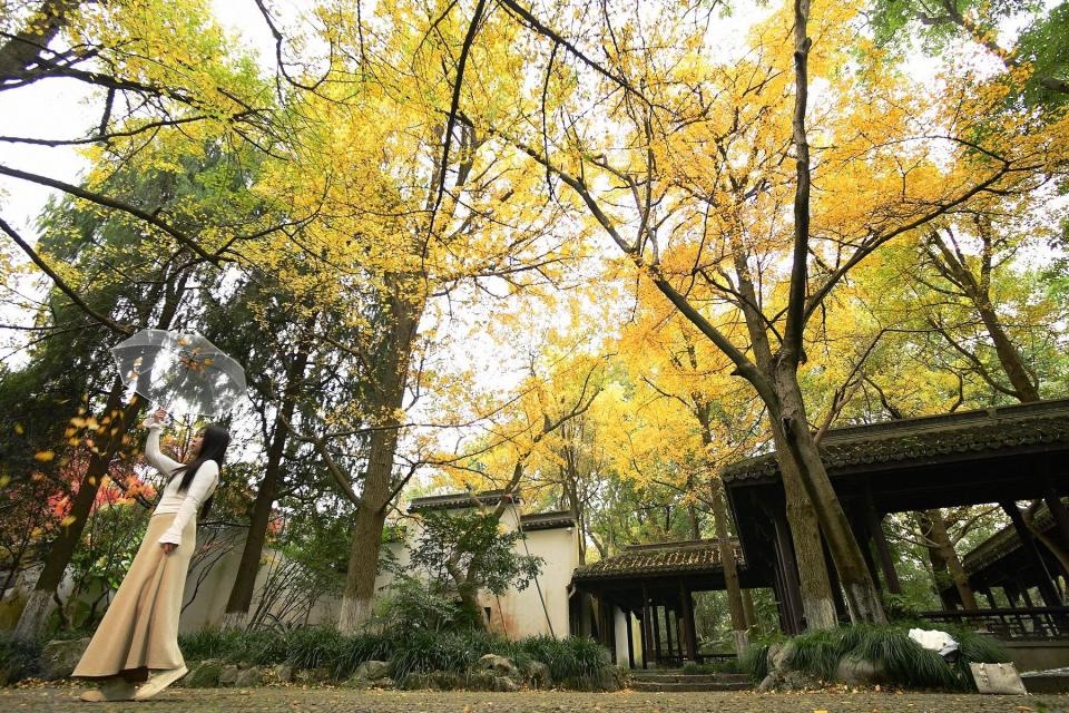 湿冷魔法攻击来袭！杭州冬雨突袭，7-8日气温骤降，最低仅2-6℃  第10张