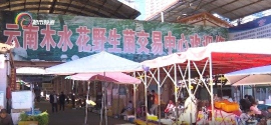 云南黑松露季来袭！每公斤800元，比拳头还大的珍馐等你来尝  第1张