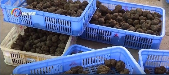 云南黑松露季来袭！每公斤800元，比拳头还大的珍馐等你来尝  第4张