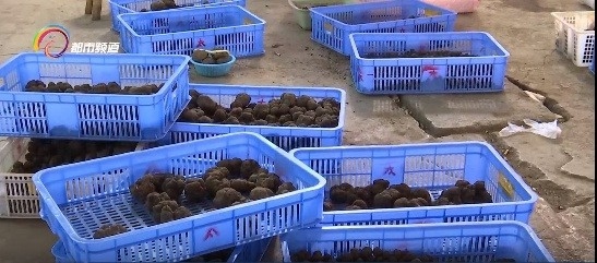 云南黑松露季来袭！每公斤800元，比拳头还大的珍馐等你来尝  第6张