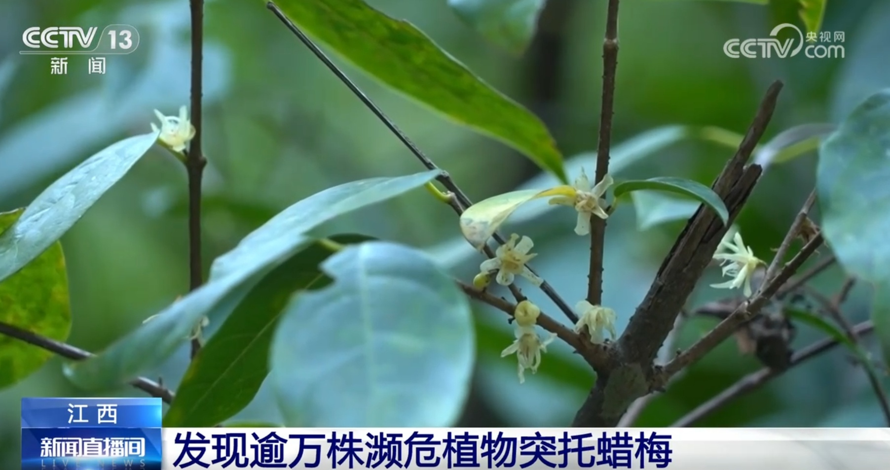 内蒙古锡林郭勒盟惊现20多只国家二级保护动物马鹿，冬日草原生态画卷震撼人心  第2张