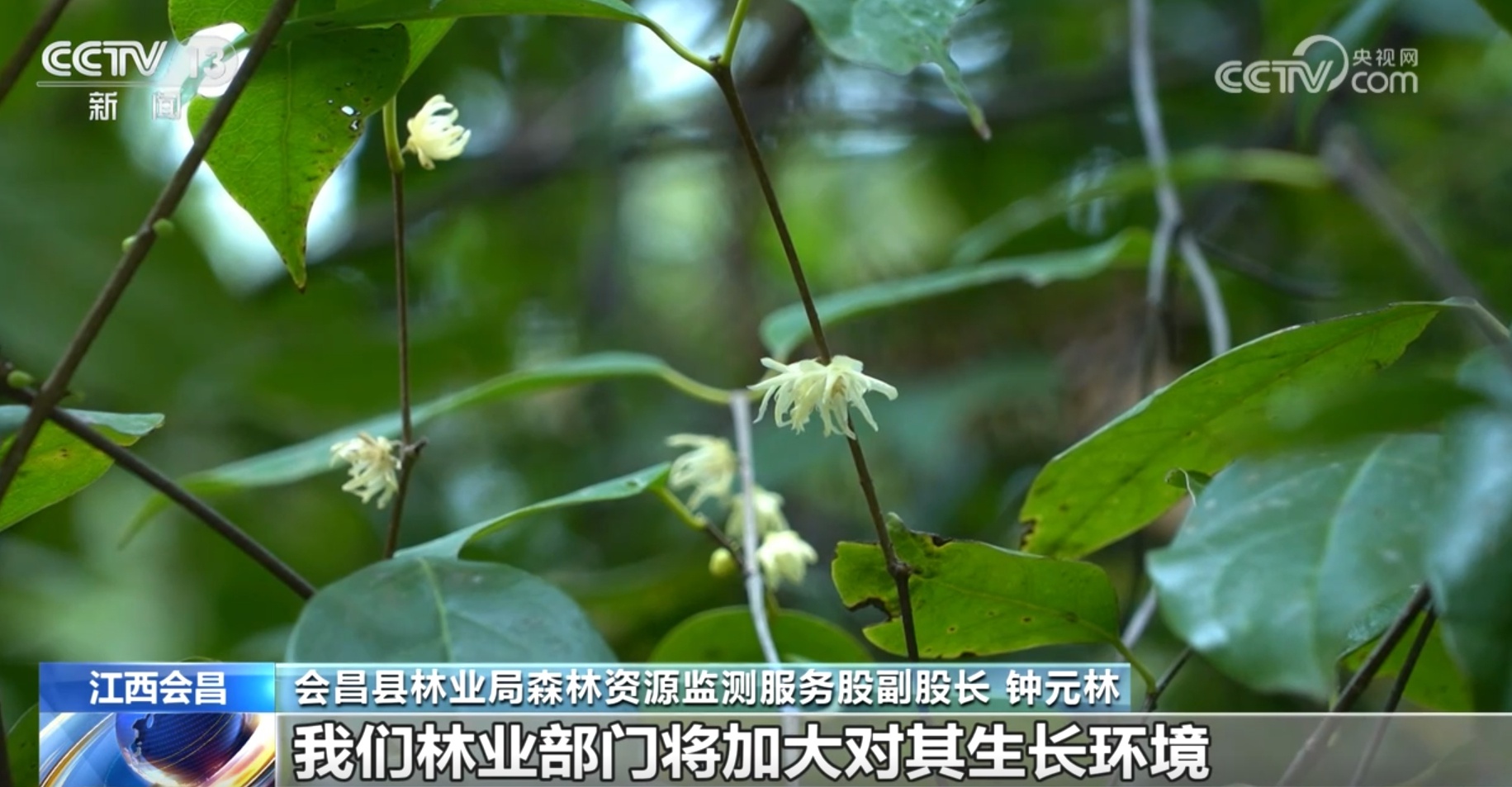 内蒙古锡林郭勒盟惊现20多只国家二级保护动物马鹿，冬日草原生态画卷震撼人心  第4张