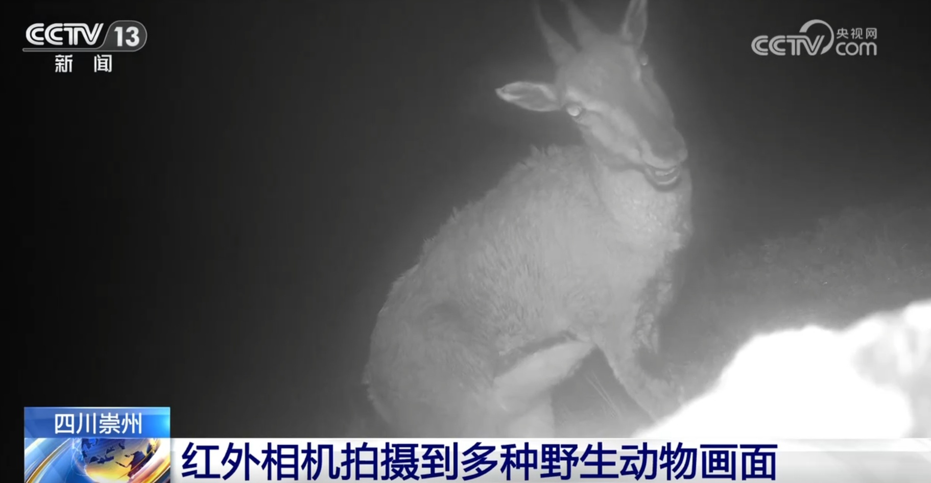 内蒙古锡林郭勒盟惊现20多只国家二级保护动物马鹿，冬日草原生态画卷震撼人心  第6张