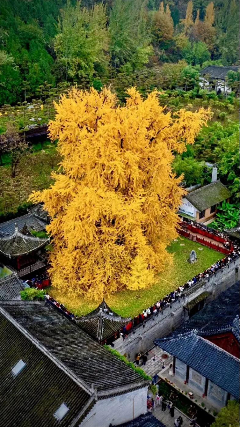 千年古银杏化身生命之树，托马斯·赫斯维克设计西安新地标，7层空间步步皆景  第1张