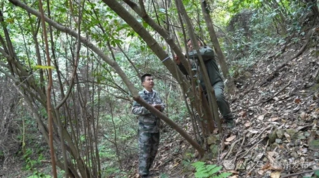 赣州惊现万株濒危植物突托蜡梅，宛如翡翠般绿意盎然，花香四溢引爆关注