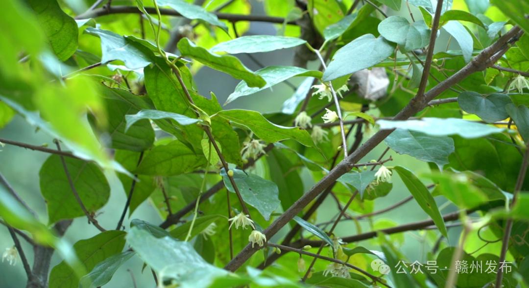 赣州惊现万株濒危植物突托蜡梅，宛如翡翠般绿意盎然，花香四溢引爆关注  第3张