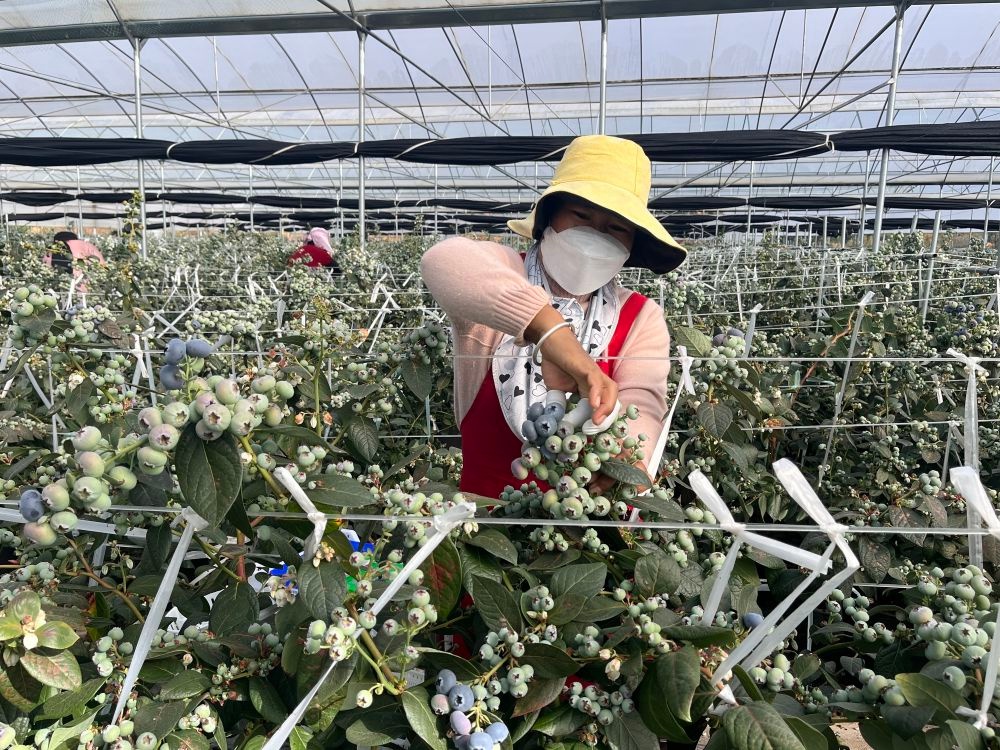 冬季也能吃上新鲜蓝莓？玉溪江川区巧打时间差，反季节种植技术揭秘  第2张