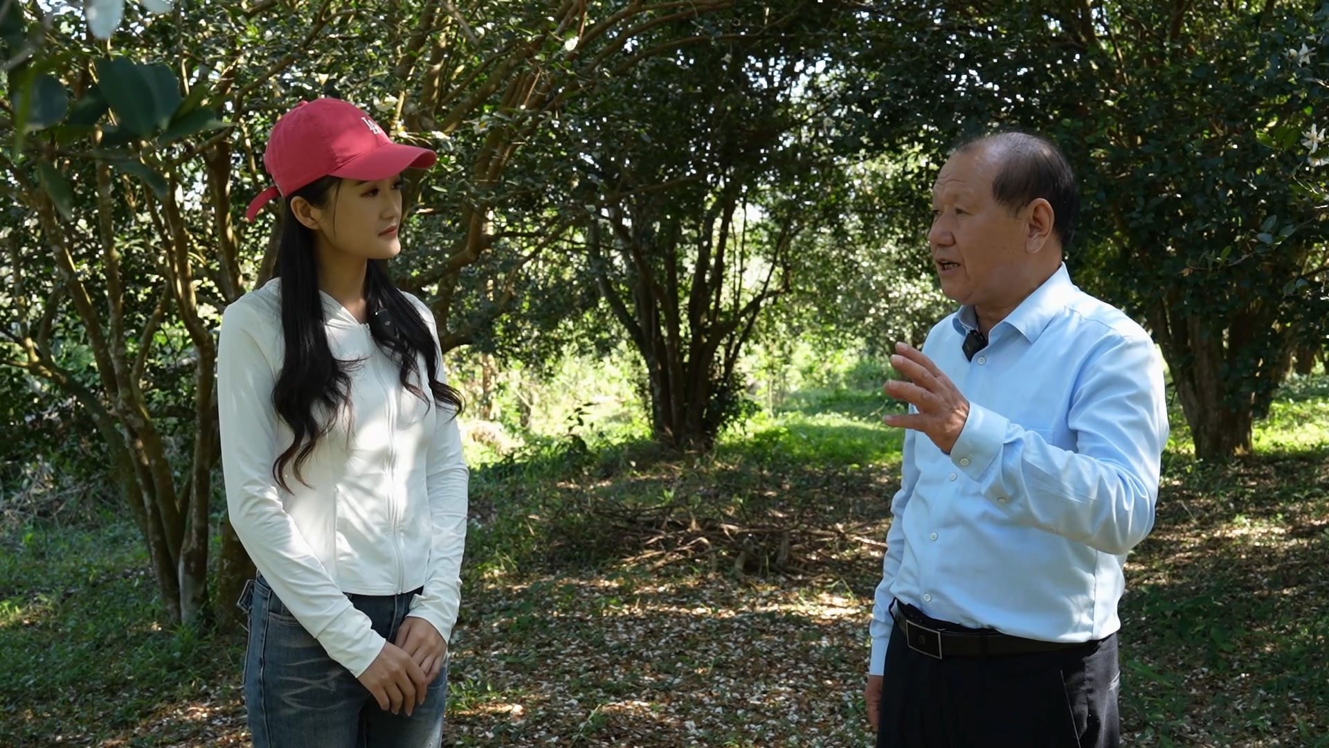 探秘海南油茶：直播揭秘山柚树的神奇之旅，带你走进世界四大木本油料植物之一  第3张