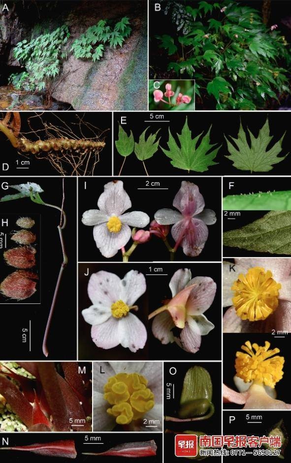广西发现3个秋海棠新物种，全球植物界再添中国特有珍宝  第2张