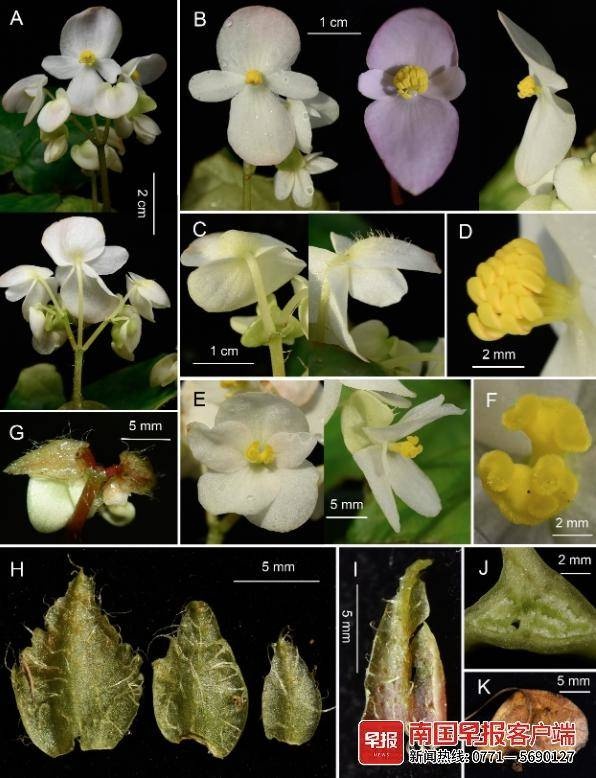 广西发现3个秋海棠新物种，全球植物界再添中国特有珍宝  第3张