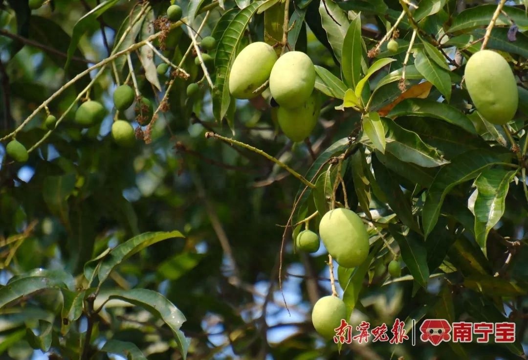 广西秋天惊现夏花夏果！芒果树提前开花结果，邕城冬日奇景引爆眼球  第1张