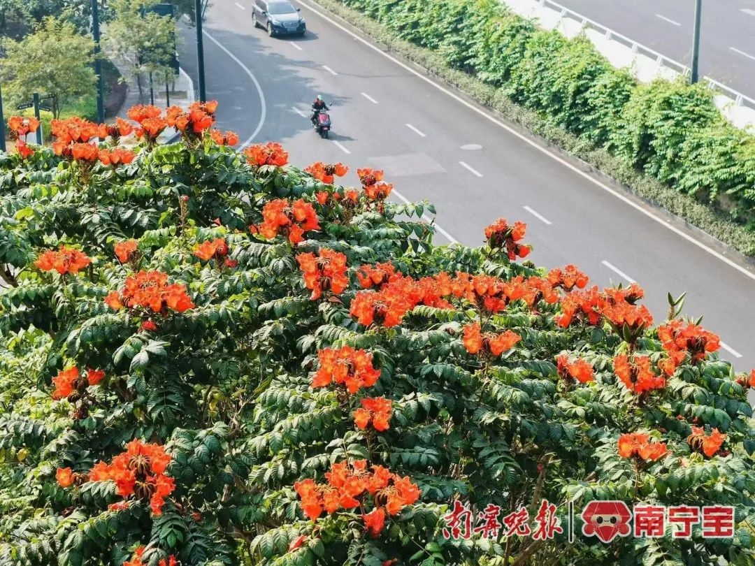 广西秋天惊现夏花夏果！芒果树提前开花结果，邕城冬日奇景引爆眼球  第2张