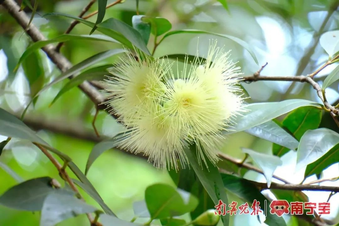广西秋天惊现夏花夏果！芒果树提前开花结果，邕城冬日奇景引爆眼球  第3张