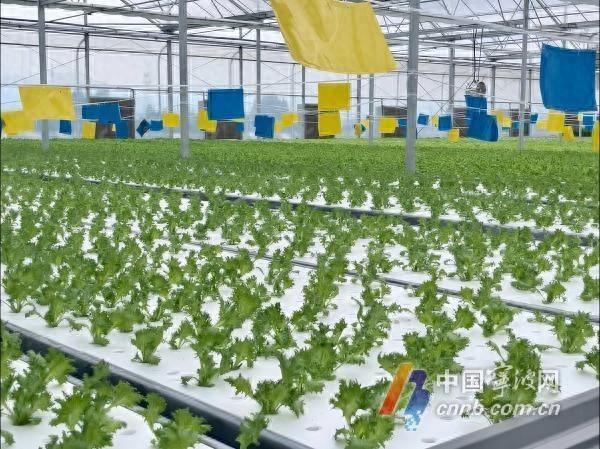 太牛了！宁波这个无土栽培植物工厂正式运营，不打农药，绿色又高效  第1张