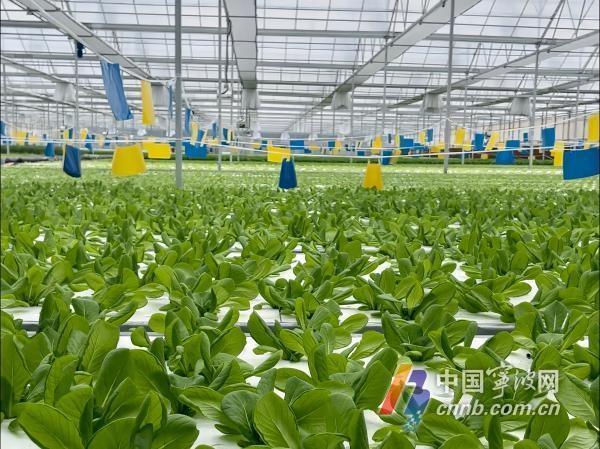 太牛了！宁波这个无土栽培植物工厂正式运营，不打农药，绿色又高效  第2张