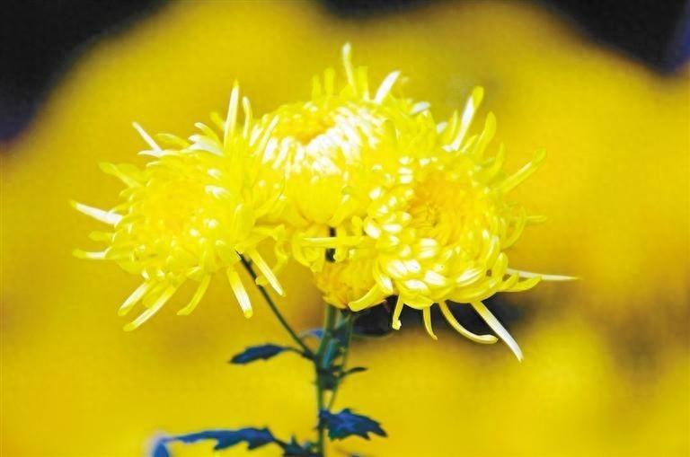 人淡如菊，心素如简，五、六朵菊花背后竟有这样的故事