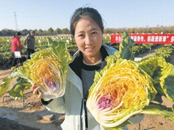 10 年研发！多彩大白菜横空出世，惊艳你的味蕾  第1张