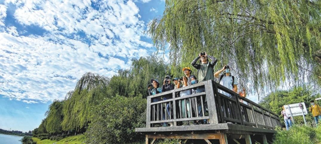 时隔 95 年再现！通州发现罕见斑脸海番鸭，背后原因令人惊叹
