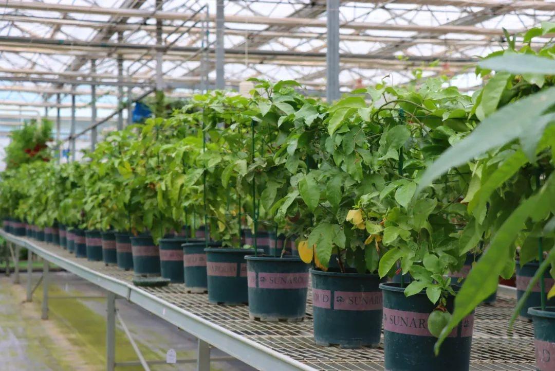 深秋时节，这里竟有一片春意盎然的植物海洋  第11张