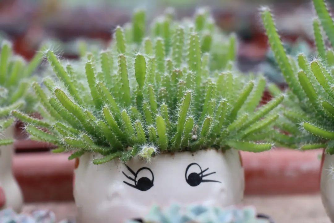 深秋时节，这里竟有一片春意盎然的植物海洋  第14张