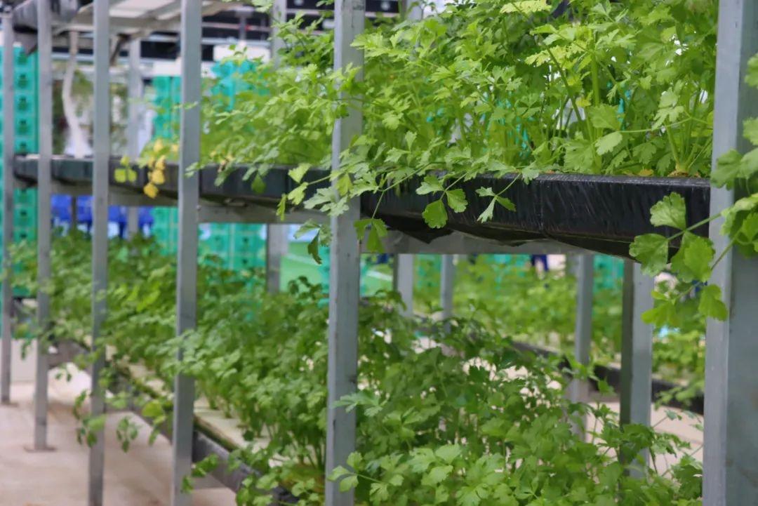 深秋时节，这里竟有一片春意盎然的植物海洋  第9张