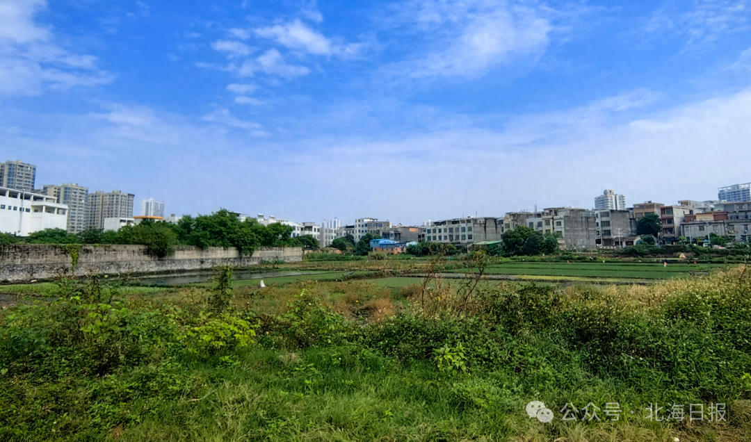 北海竟隐藏着这样一处观鸟圣地