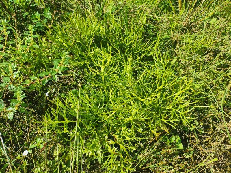 休宁发现植物界大熊猫中华水韭，快来一探究竟  第2张