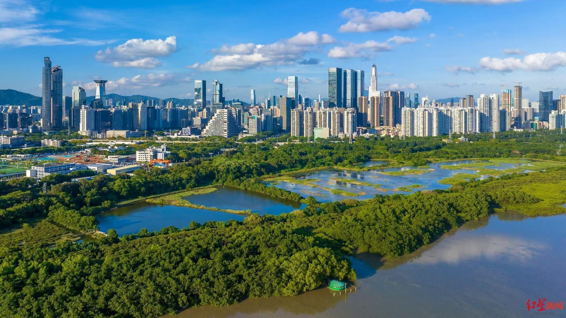 全球首个国际红树林中心成立，深圳为何获此殊荣？  第2张