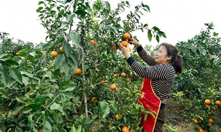 爱媛果冻橙挂满枝头,亩产 4500 斤左右,你还不来尝尝? 第1张 爱媛果冻橙挂满枝头,亩产 4500 斤左右,你还不来尝尝? 第1张